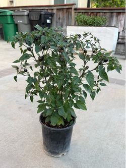 RARE! BUSHY BLACK PRINCE CHILI PEPPER PLANTS