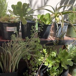 Plants Succulents Sale
