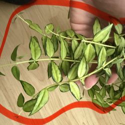 Hoya Bella Lida Bois Cuttings 