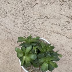 Crassula