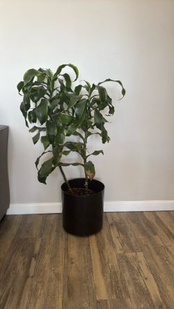 Plant