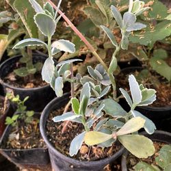 Calanchoe