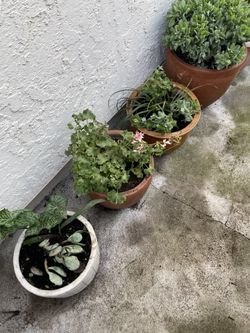 Plants For Sale Each!!