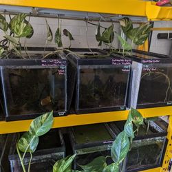 Fish Room/Aquarium/Tank And Supplies 