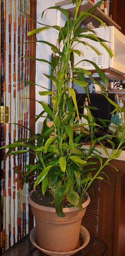 Lucky Bamboo plant 3 feet tall