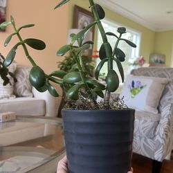 Jade Plant, Money Tree 