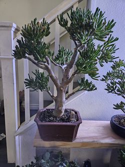 Gollum Jade bonsai in pots