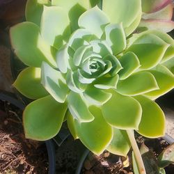 Echeveria elegans/succulent 