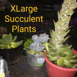 Xl Succulent Plants