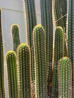 Cactus 🌵 4 sale different sizes
