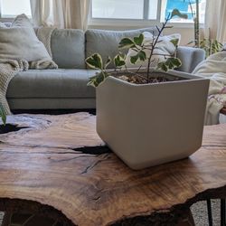 Large White Square Pot With Ficus Plant 