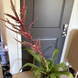 Vriecantarea Inferno Plant