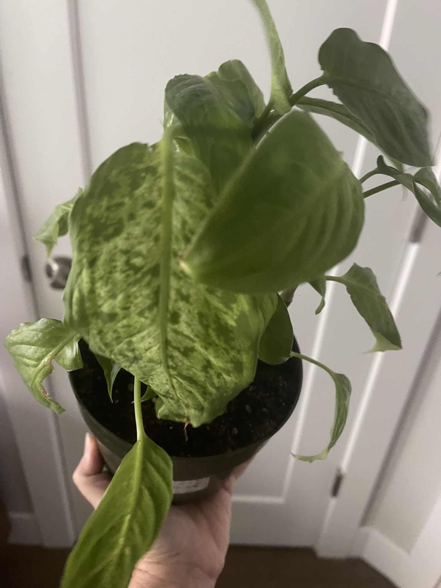 Plant