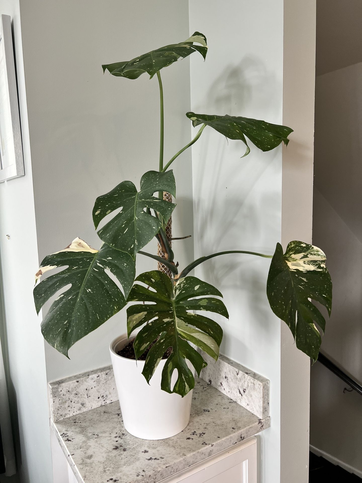 #3 Monstera Thai Constellation (6 leaves)