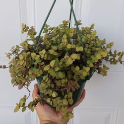 Callisia Repens Gold