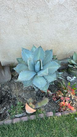 Agave Titanota White Ice 2 feet wide
