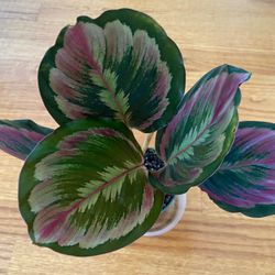 Calathea Medallion Version 2 - 4” Pot