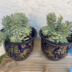Succulents In Pot 