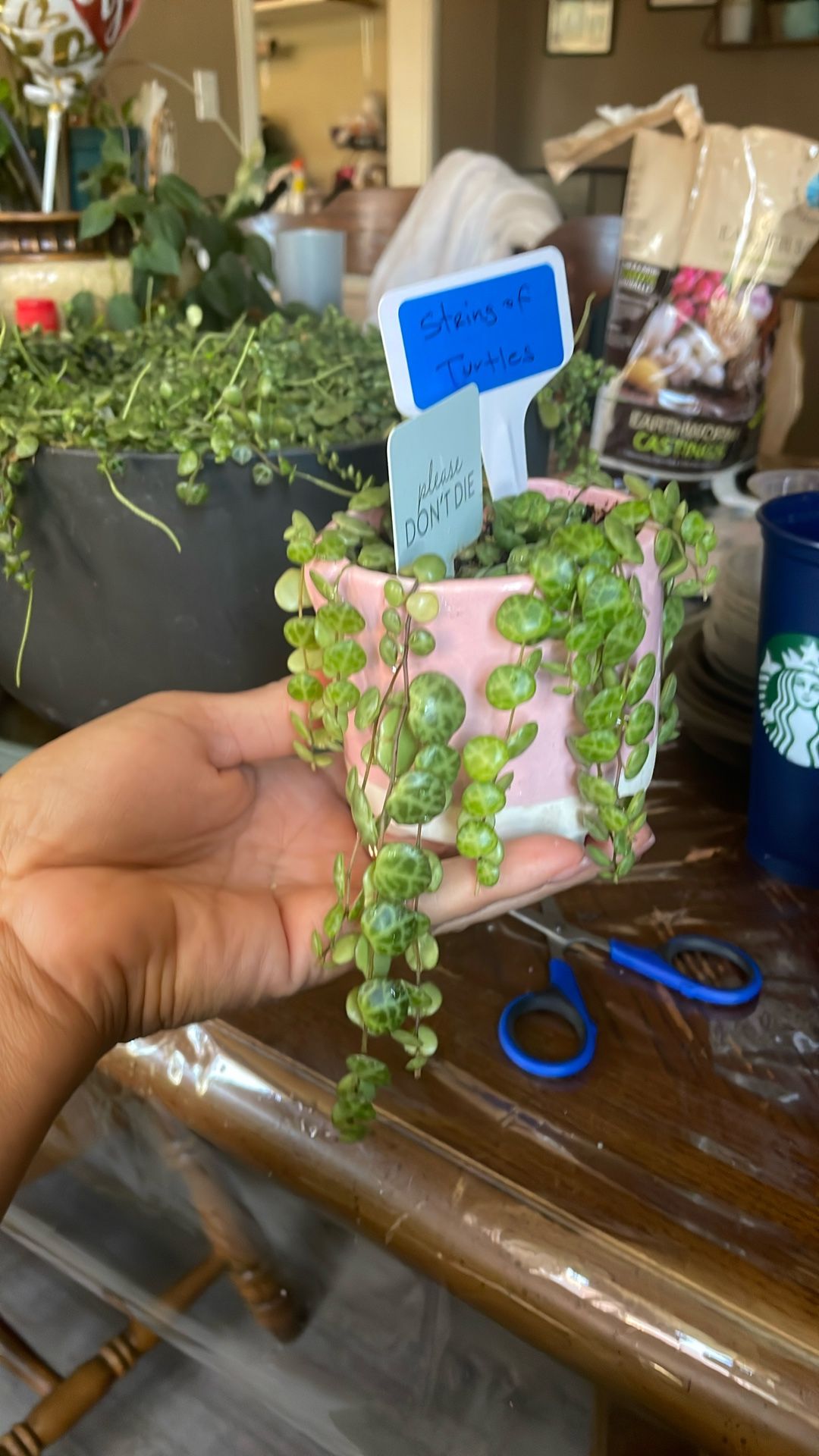 String Of Turtle