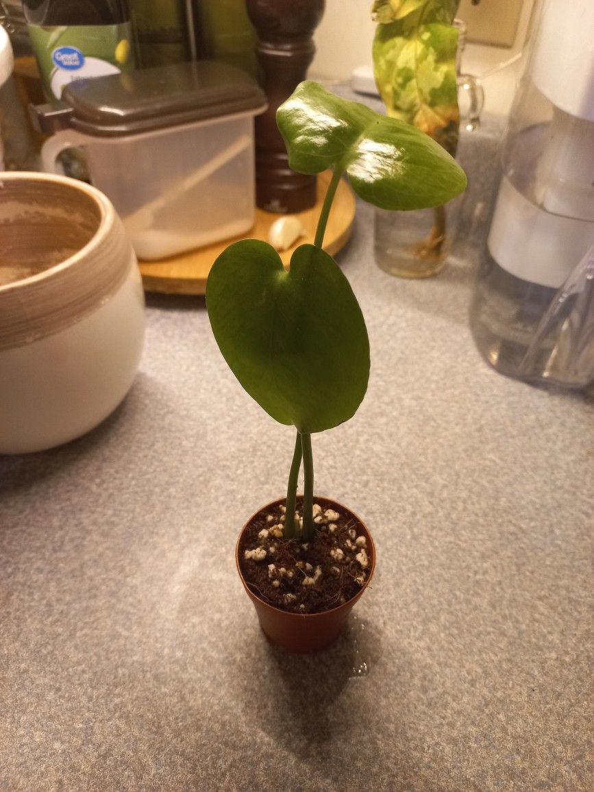 Monstera Deliciosa 2"