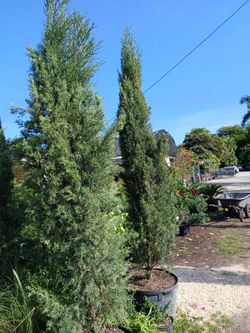 Huge sale now italian cypress plants on sale now $250