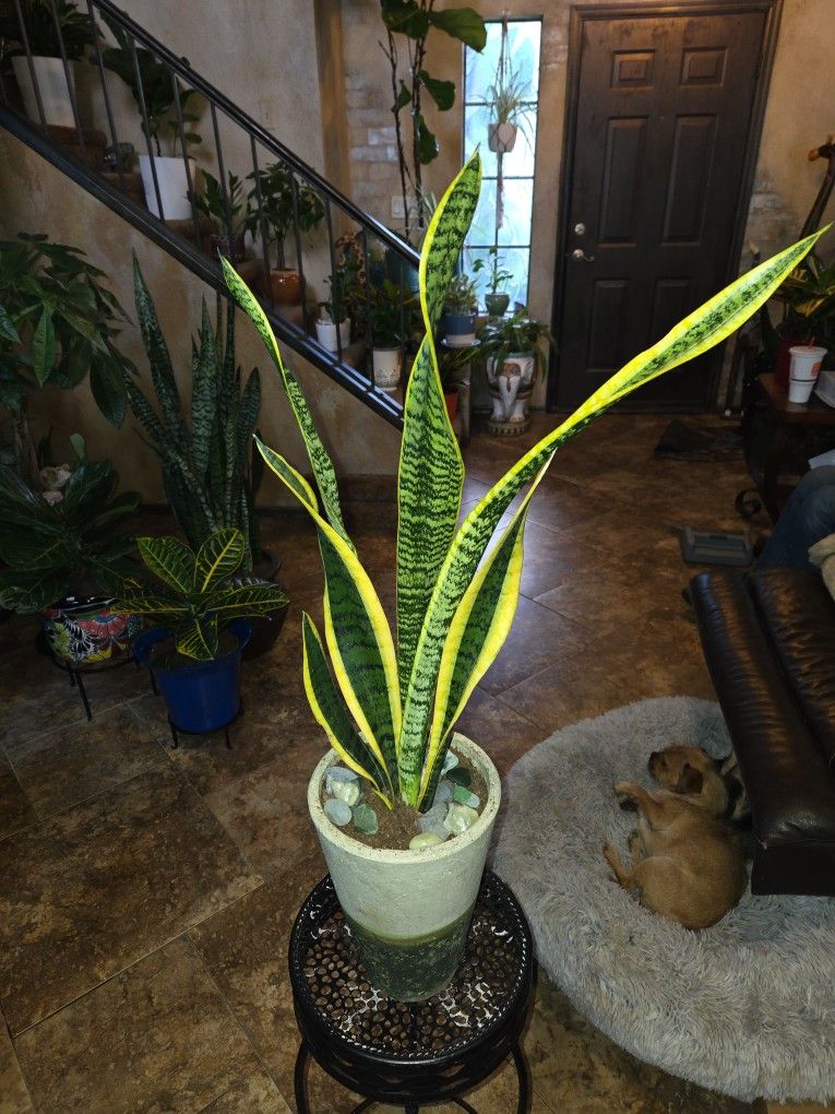 2ft 7in Tall Sansevieria Snake Plant In 10in Ceramic Pot With Stones And Sea Glass