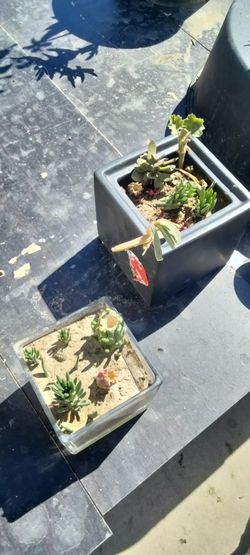 Succulants