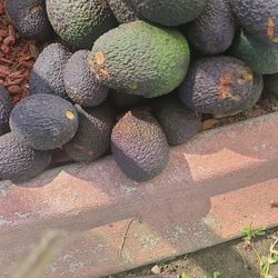 Avocados 🥑  Organic