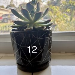 Various House Plants 🌱 🌵 