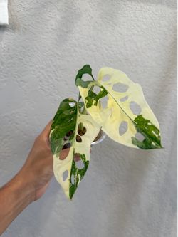 High variegated exotic monstera albo adansonii