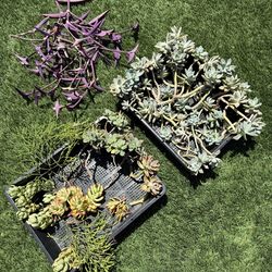 Free Succulent Cuttings
