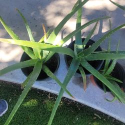 Live Aloevera plants.