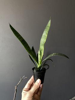 ✨Sansevieria | Snake Plant✨