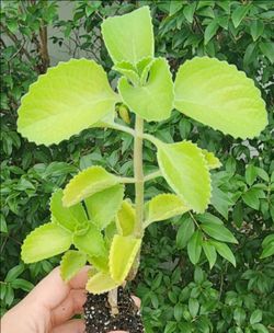 Húng Chanh/Cuban Oregano/Indian Borage/Spanish Thyme/Mexican Mint/Puerto Rican Oregano/Dominican Oregano