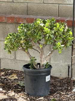 Jade Succulent