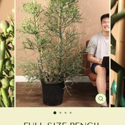 Pencil Cactus Succulent Tree 7 Feet Tall 