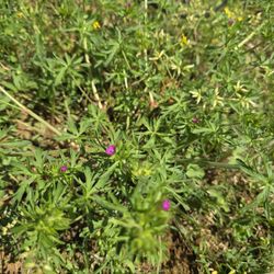 Geranium dissectum (Cut-leaved Crane's-Bill)
5 for $50 or one for $15, or trade