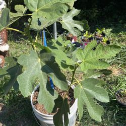 Chicago Hardy Fig Tree