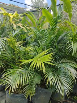 Cat Palm Trees 15gl $45