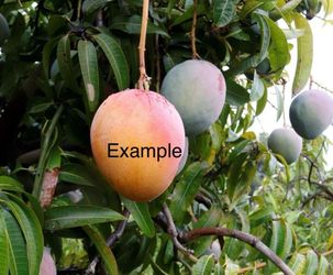 Árboles de mango