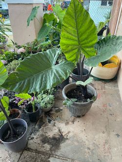 Big Black and green Elephant ear plant