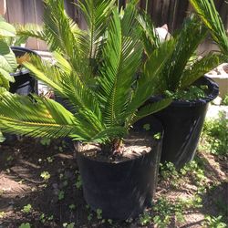 Small Sago Palms
