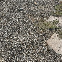 Free Rocks 
