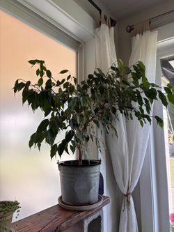 Weeping fig plant
