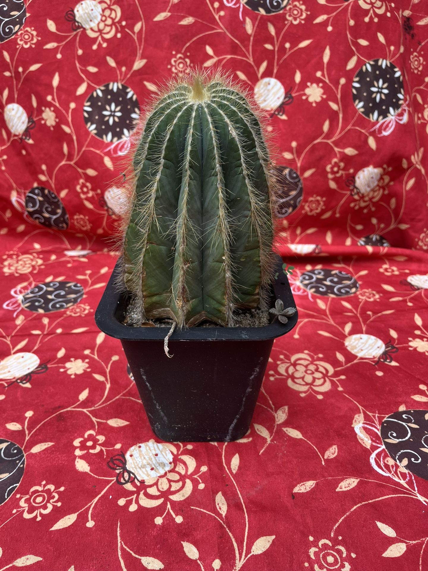 Cactus Plant 