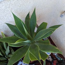 Fox Tail Agave 