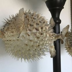 Taxidermy Puffer Fish