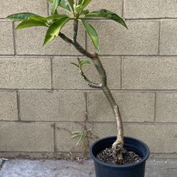 Plumeria Tree 2-3 Feet Tall