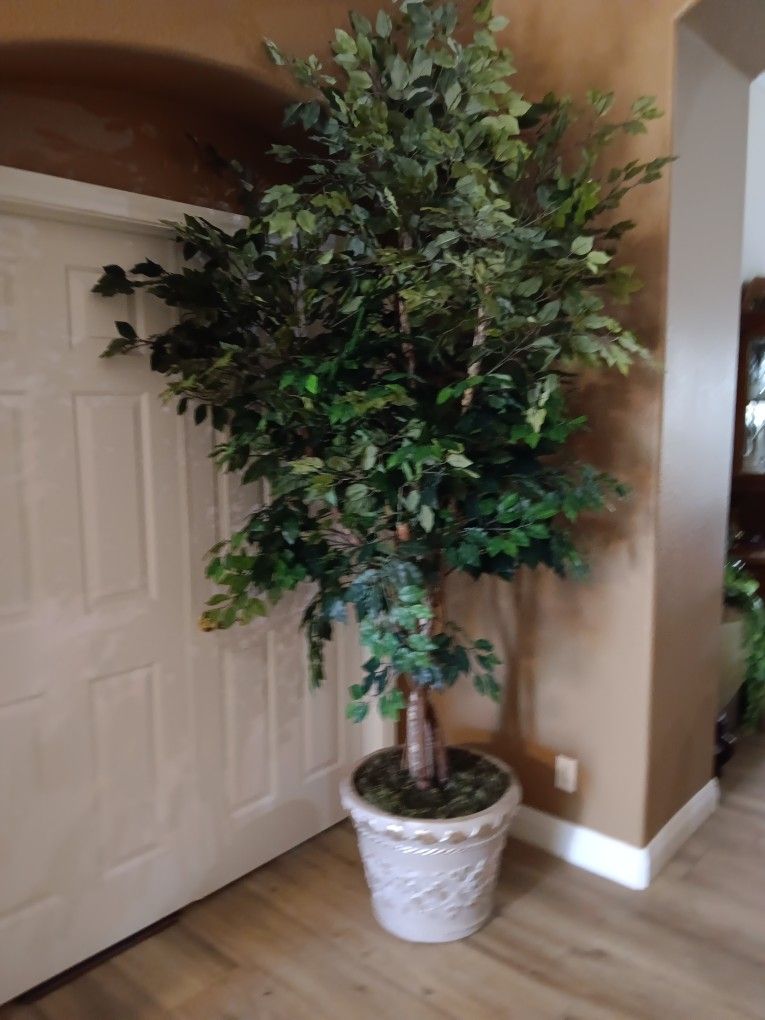 8 Ft Artificial Ficus Tree