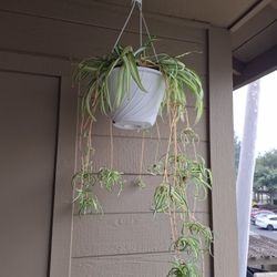 Spider Plant